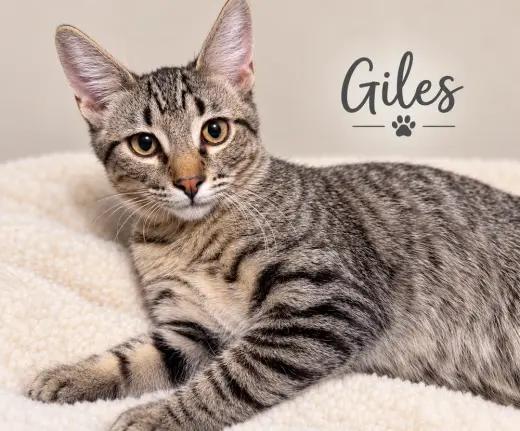Giles