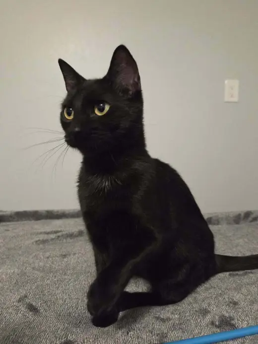 Minnie