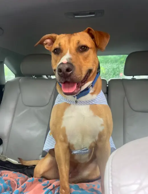 Snuggles (Foster or Adopter needed!)