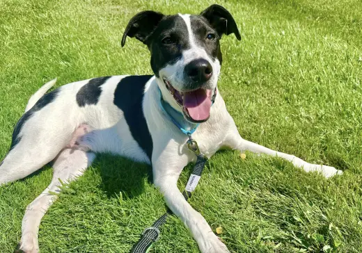 Rubix (Foster or Adopter needed!)