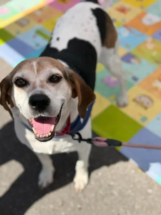 Peaches (Foster or Adopter needed!)