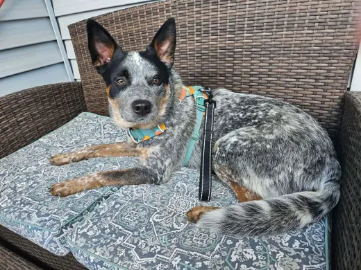 Moby (URGENT Foster or Adopter needed!)