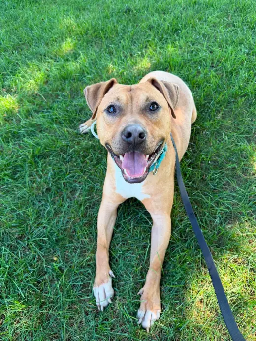 Bodhi (Foster or Adopter needed!)