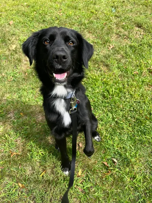 Bart (Foster or Adopter needed!)