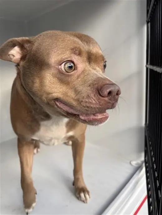 GRACIE