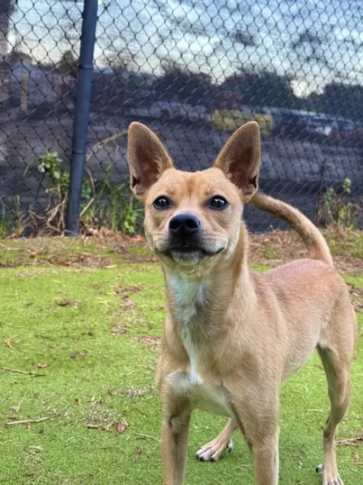 CANELA