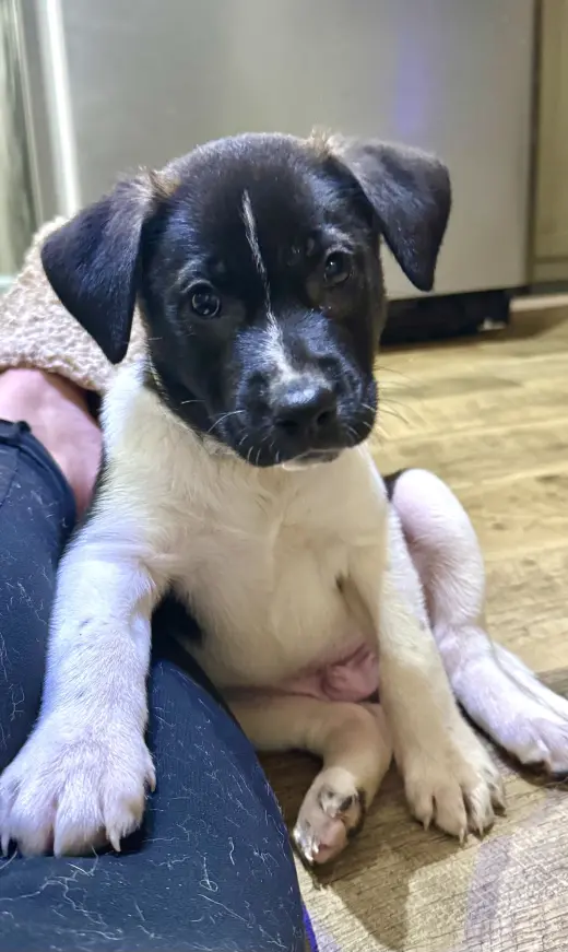 Gus (Mascot litter)