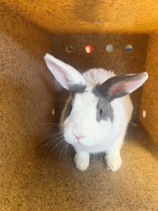 THUMPER