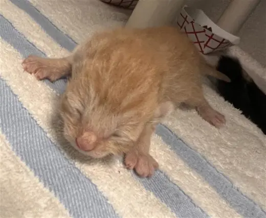 KLEO
