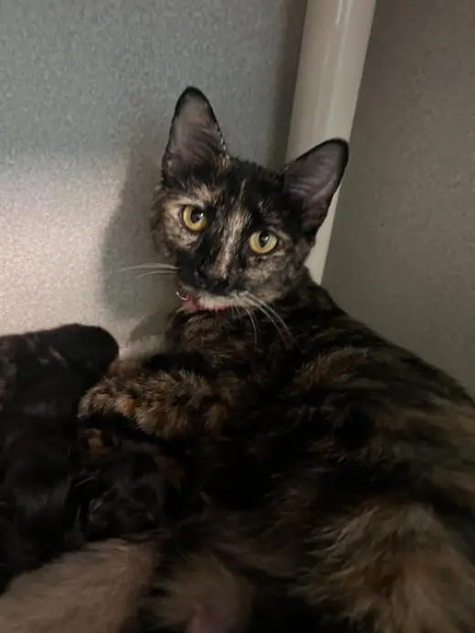 ARTEMIS