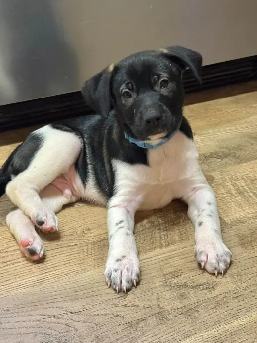 Doc (mascot litter)