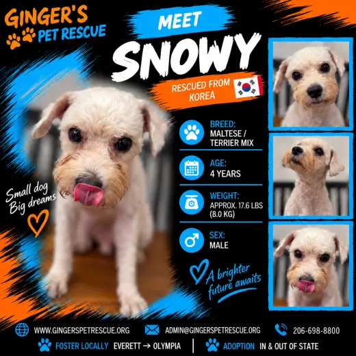 Snowy from Korea