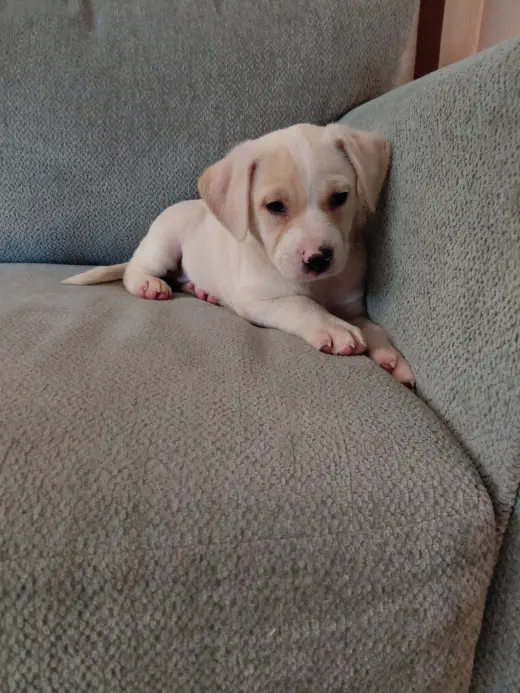 Josie (Mascot litter)