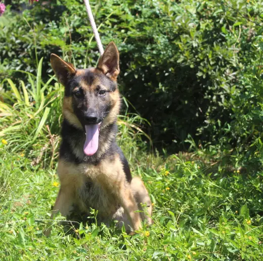 PENDING Jaxon-6 m Neuter Contract Required $425