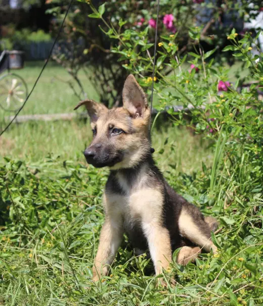 Fynn-8/10 wks Neuter Contract Required $425