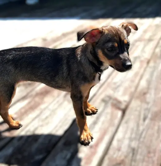 Dolly- pending adoption-in a Foster Home