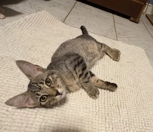 Bebe