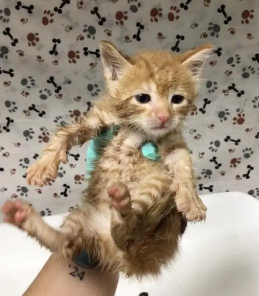 ED