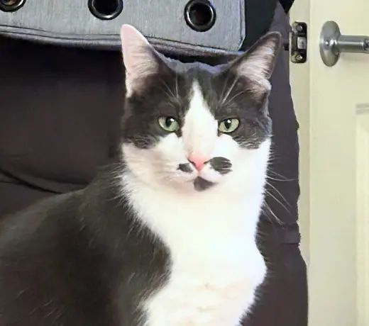 OLIVER #2016 - Offered by Owner- Outgoing Male