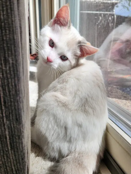 Ithaca - Pending Adoption