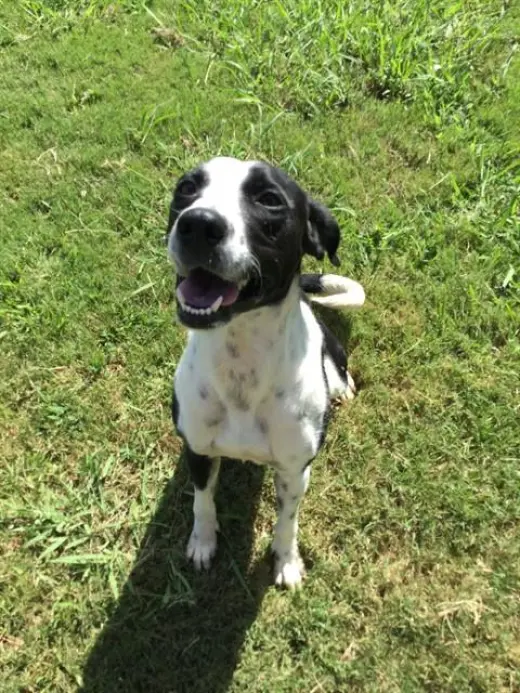 ELLA
