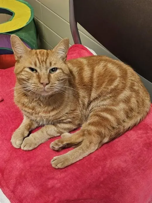 ARCHIE