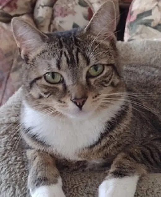 LENA
