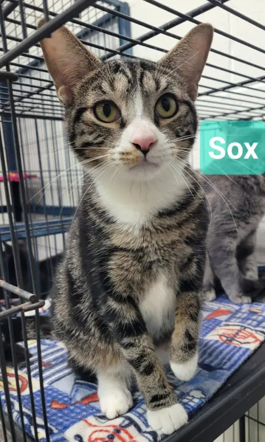Sox