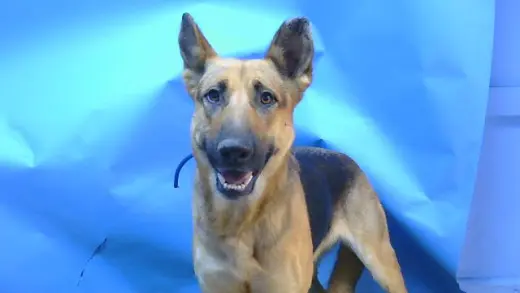 NOVA