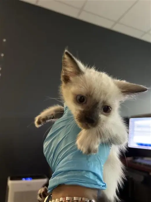 ALAN