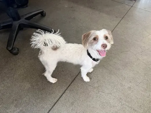 COCO