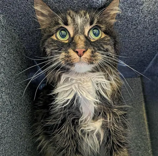 Dolly Purrton