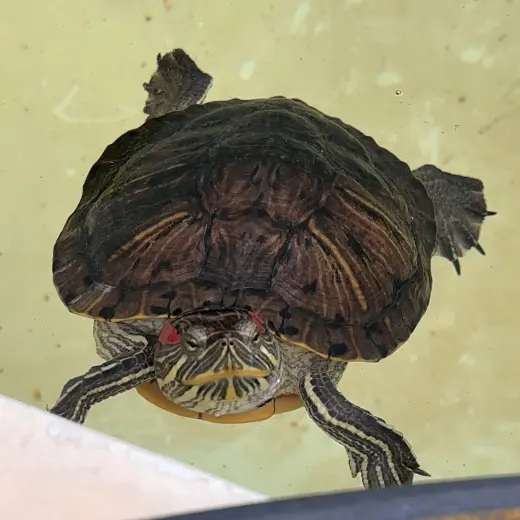 Red Eared Slider Turtles!