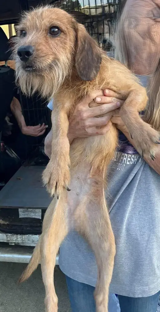 Benji (AL)