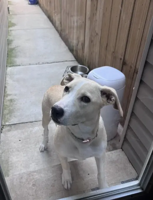 Bella