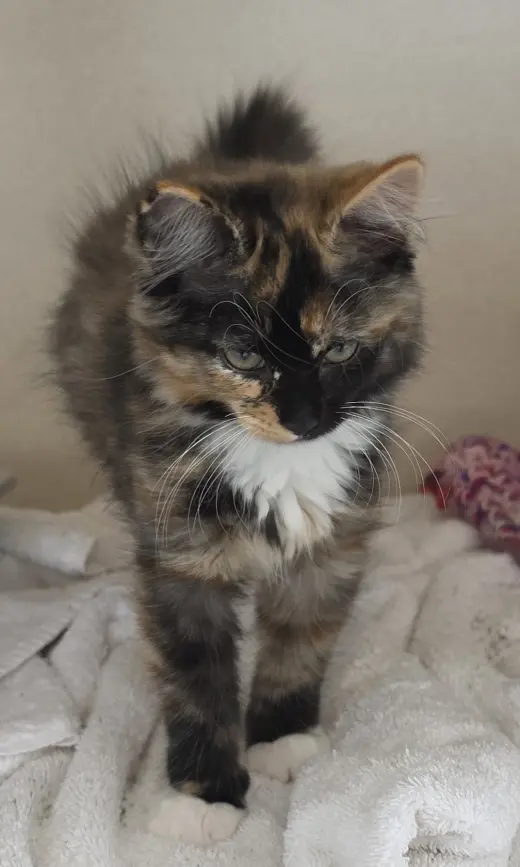 Bathilda
