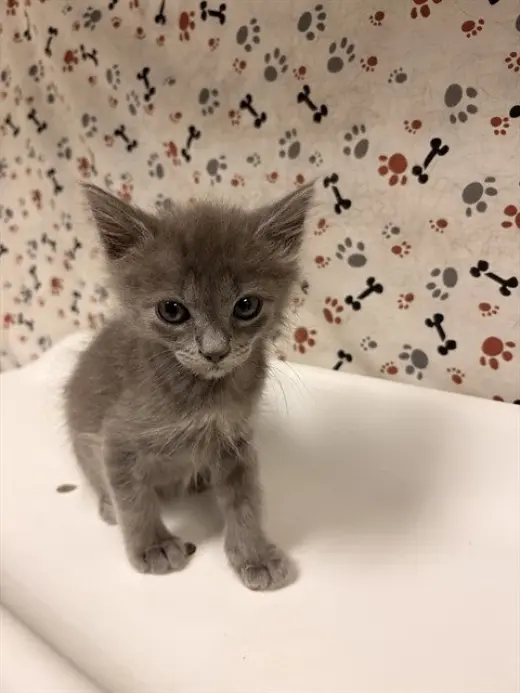 MILO