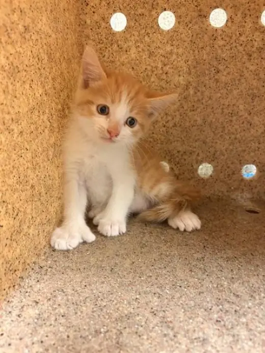 CANELO