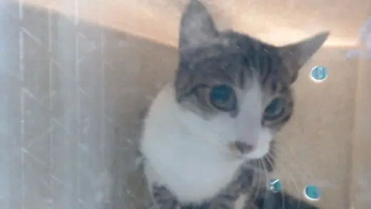 MIMI