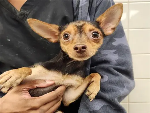 PEANUT