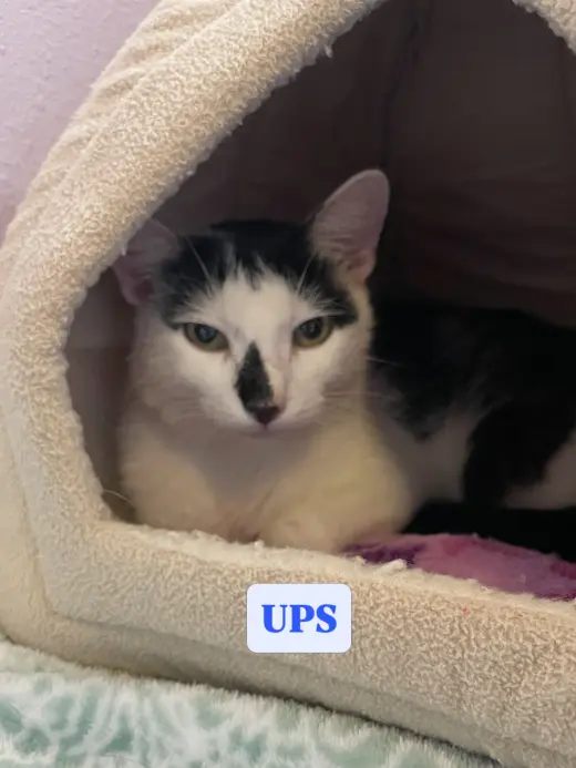 UPS