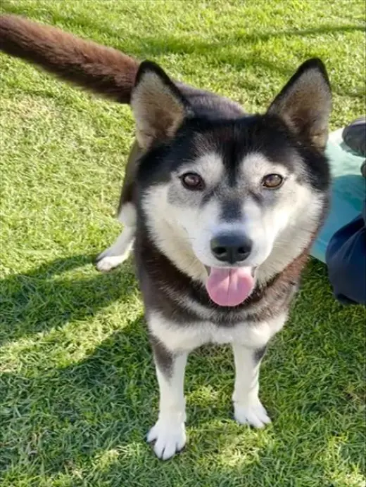 NOVA