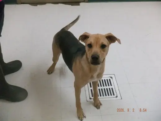GEMMA