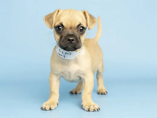 GRACE