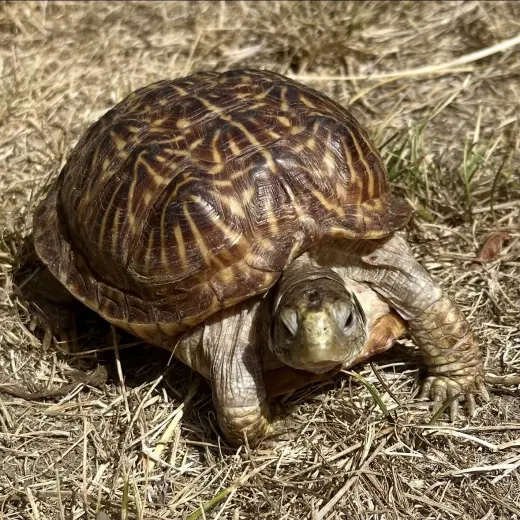 Peanut