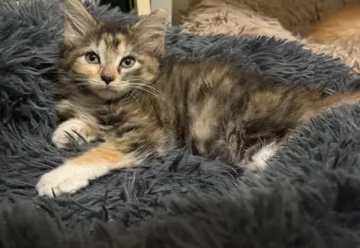 *KAYA