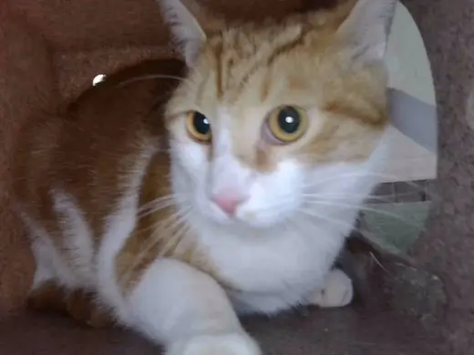 CANELO