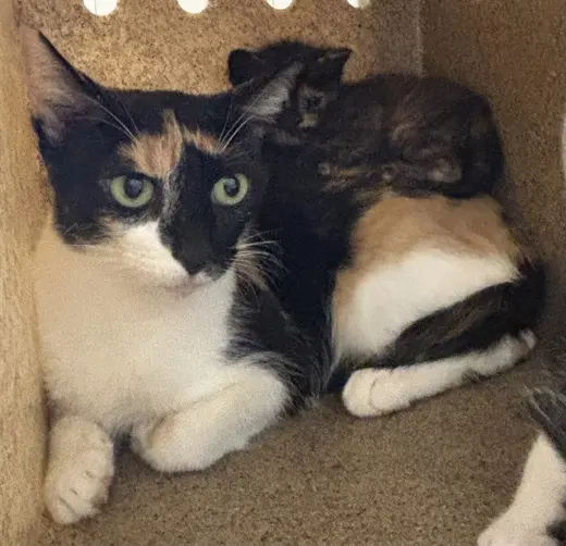TNR-BUBBLES