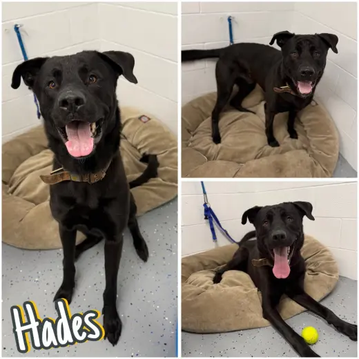 Hades