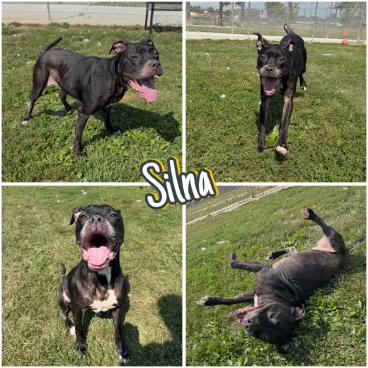 Silna